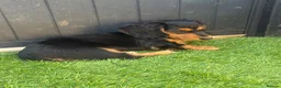 Miniature Dachshund dogs for sale: Quality LH KC mini dachshund 1 boy!!!! REDUCED !! - Advert 7