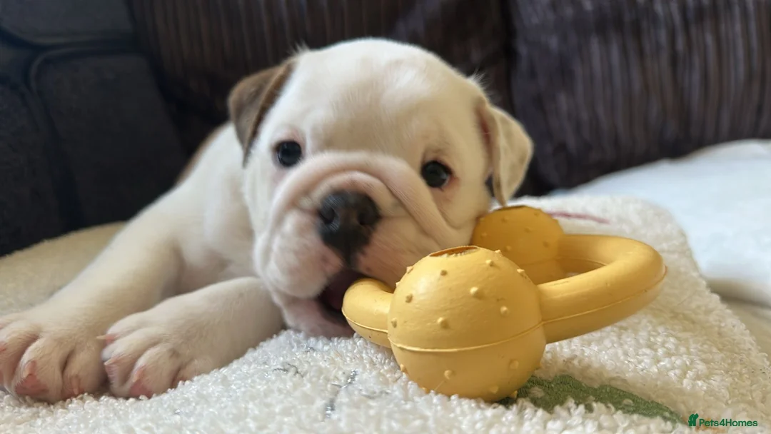 English Bulldog dogs for sale: Beautiful female English Bulldog  - Advert 2