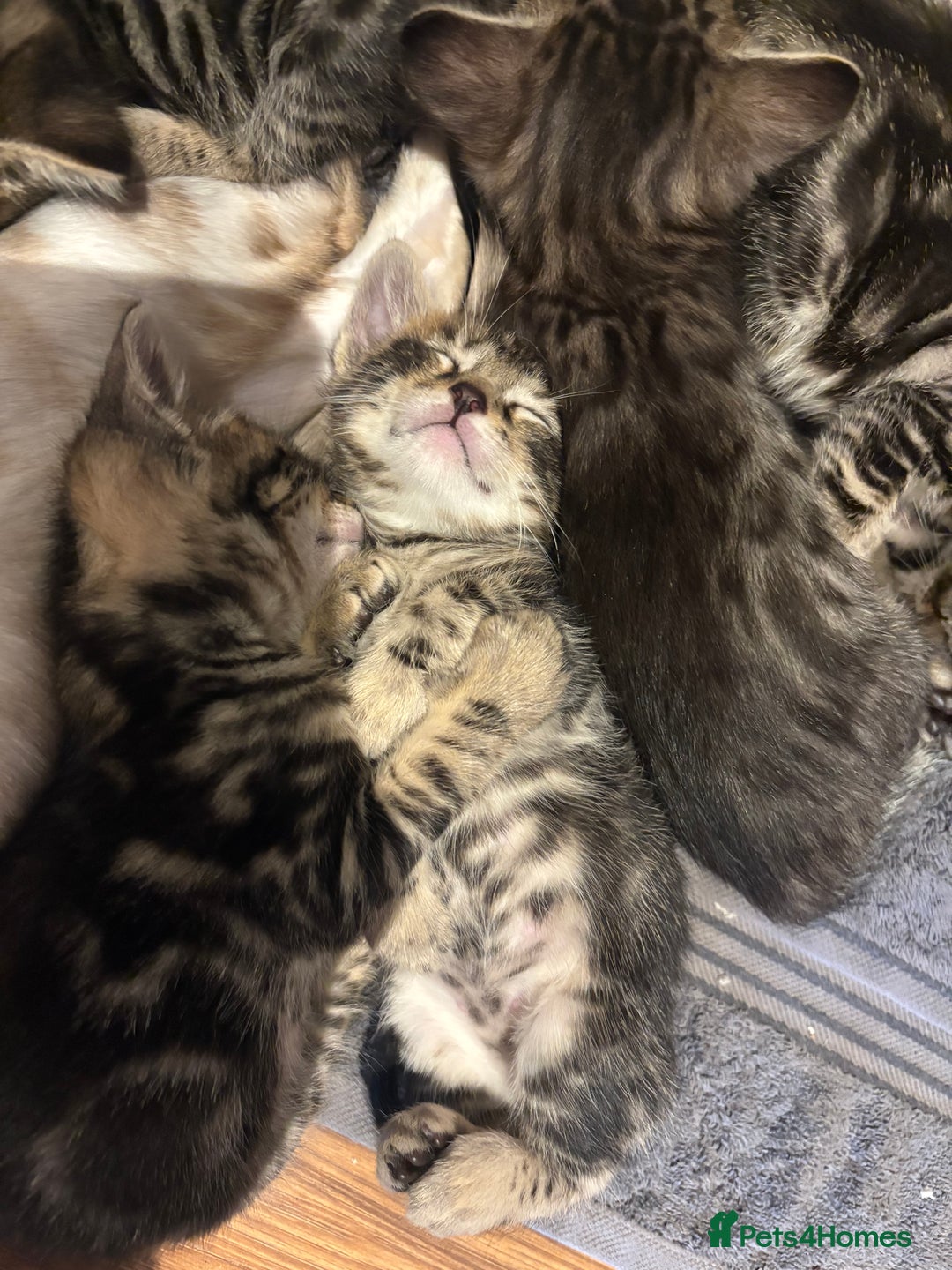 Bengal cats for sale: bengal kittens  - Advert 1