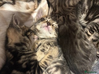 Bengal cats 4 bengal kittens - Advert 17