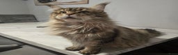 Maine Coon cats for sale: Mainecoon kittens tica registered  - Advert 6