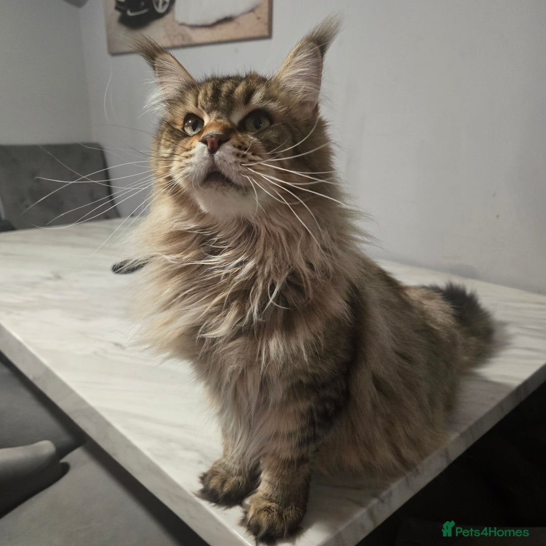 Maine Coon cats for sale: Mainecoon kittens tica registered  - Advert 6