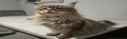 Maine Coon cats for sale: Last female tica registered available  - Advert 11