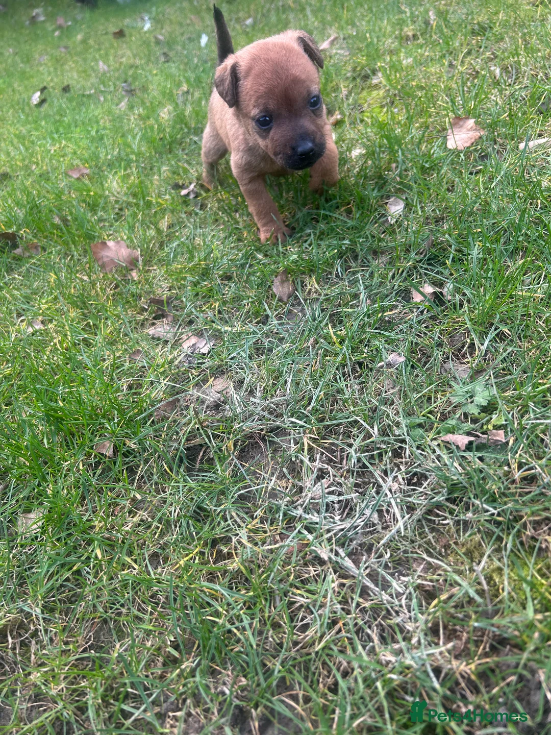 Patterdale Terrier dogs for sale: Stunning Patterdale pups  - Advert 8
