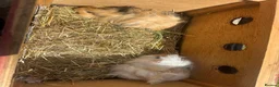 Guinea Pig rodents for sale: 2 Pretty baby long haired female guinea pigs. - Advert 11
