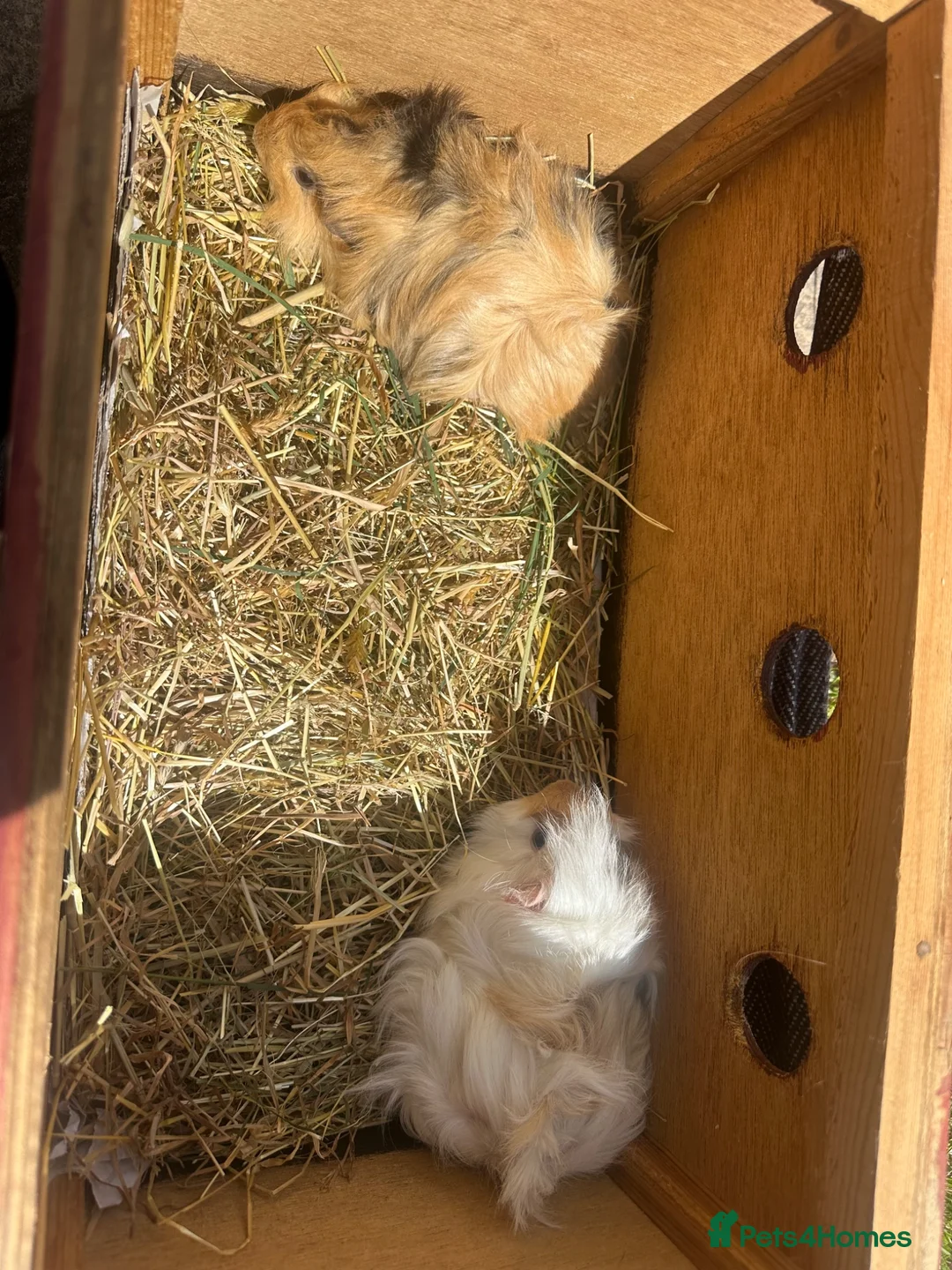 Guinea Pig rodents for sale: 2 Pretty baby long haired female guinea pigs. - Advert 11