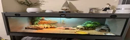 Leopard Gecko reptiles for sale: Male Leopard Gecko - Advert 6