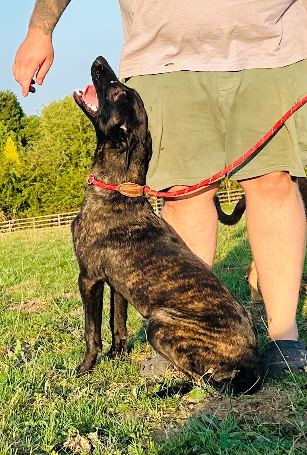 Belgian Shepherd Dog dogs for sale: Belgian Malinois / Dutch Herder  - Image 12