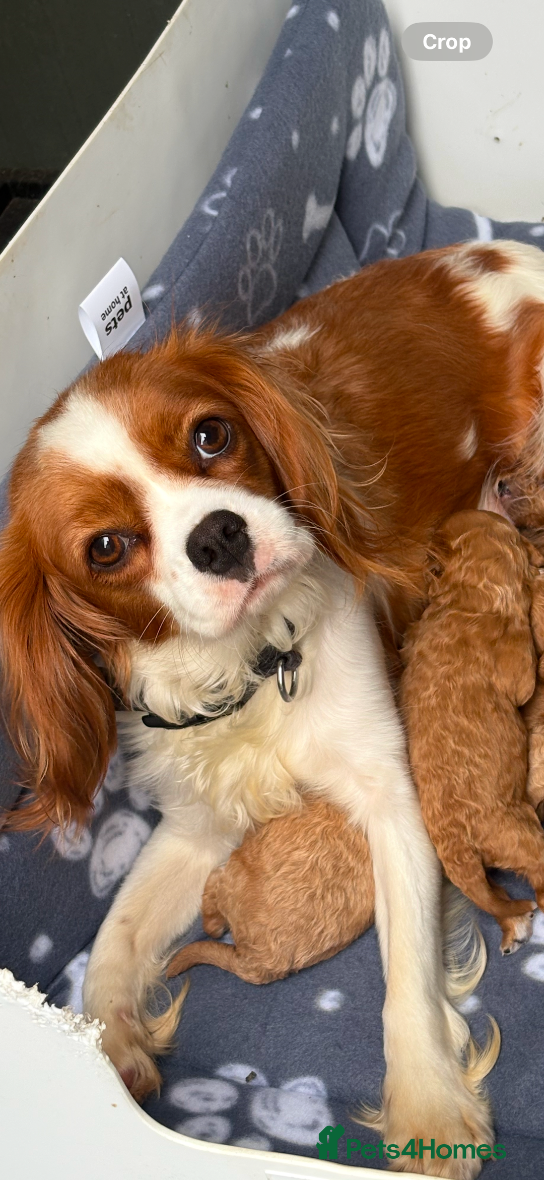 Cavapoo dogs for sale: 🐾💕💙STUNNING F1 CAVAPOOS 💙💕🐾 - Image 17