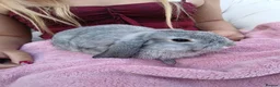 Mini Lop rabbits for sale: Lovely mini lop rabbits ready now - Advert 6