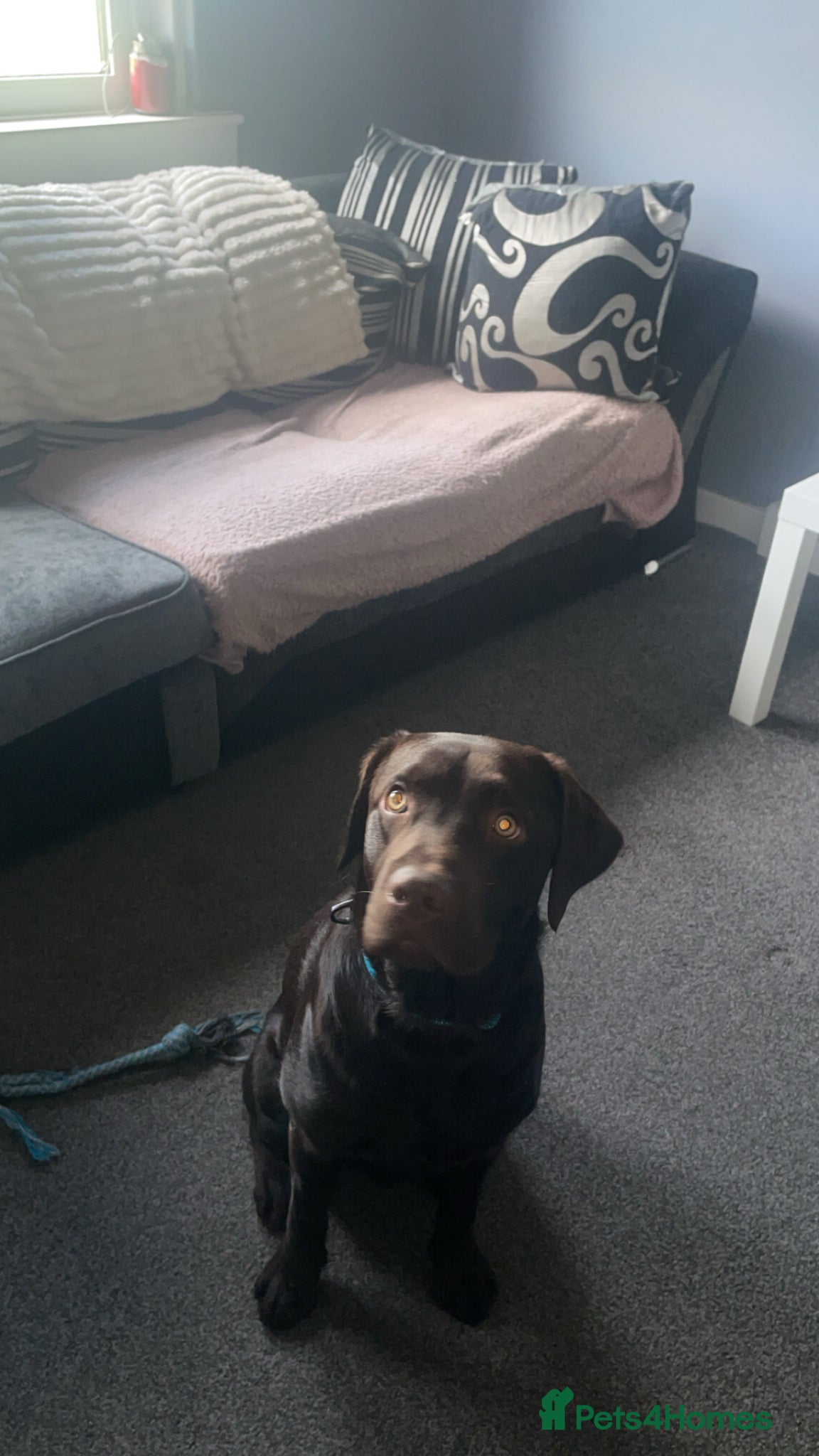 Labrador Retriever dogs KC Registered Chocolate Labrador Retriever  - Advert 1