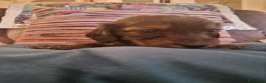 Miniature Dachshund Puppy 4