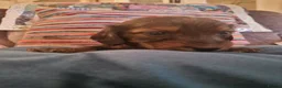 Miniature Dachshund dogs for sale: Beautiful miniature dachshund puppies - Advert 9