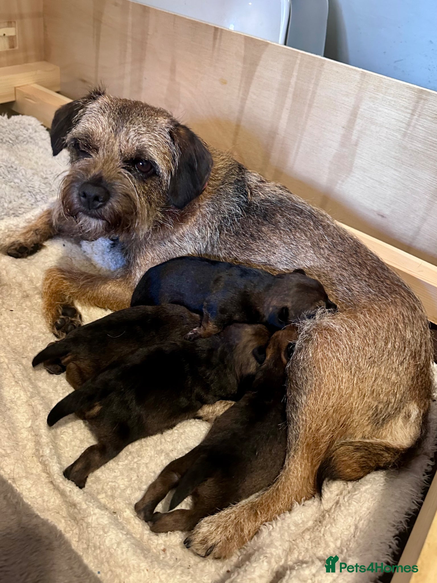 Border Terrier dogs for sale: KC Registered Slem clear Border Terrier Pups - Advert 1