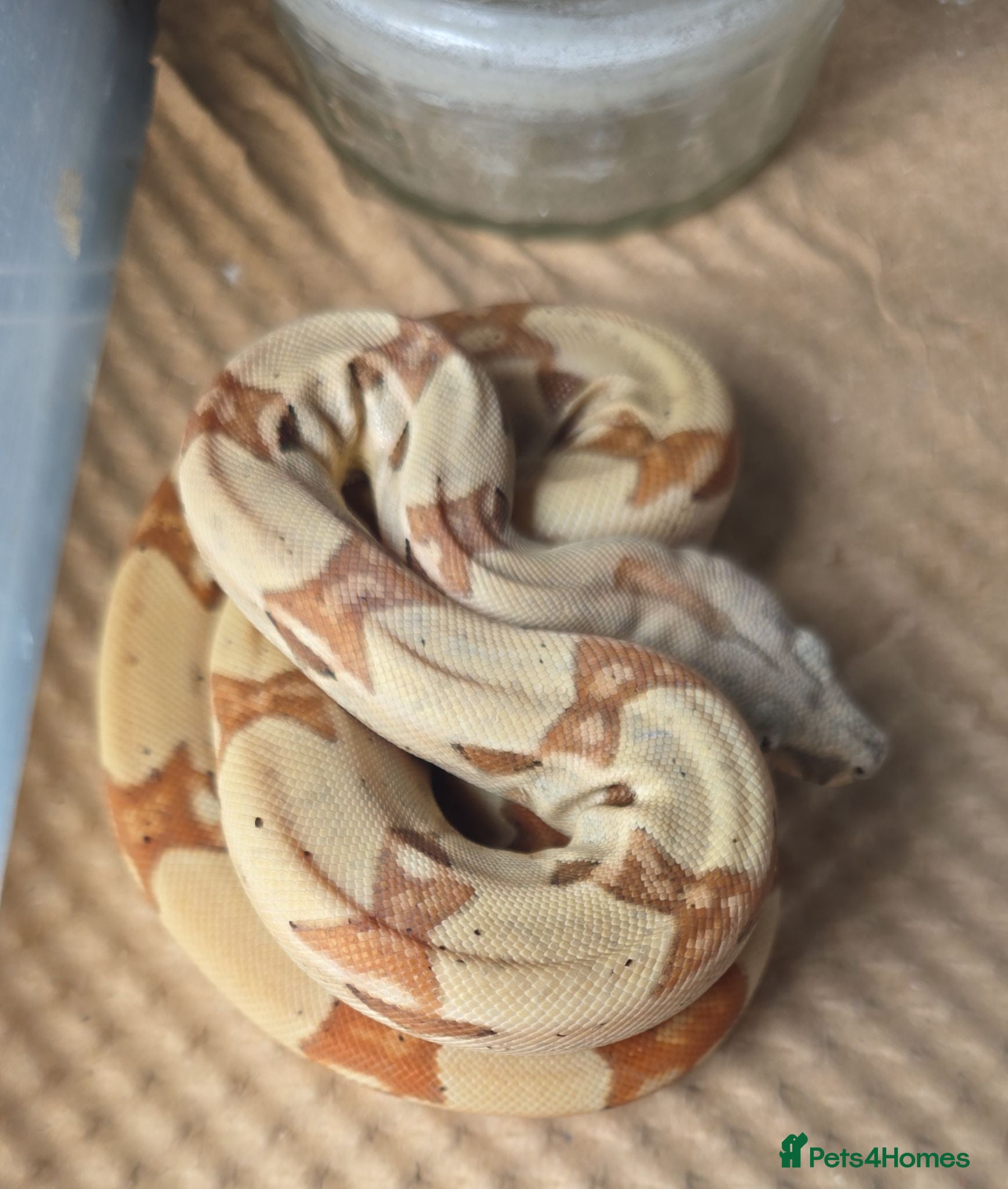 Boa Snake reptiles Choice of 2024/25 VPI Boa morphs, male and female. - Advert 9