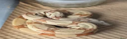 Boa Snake reptiles for sale: Choice of 2024/25 VPI Boa morphs, male and female. - Advert 1