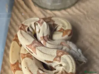 Boa Snake reptiles Choice of 2024/25 VPI Boa morphs, male and female. - Advert 1