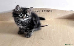 Siberian cats for sale: Beautiful purebred Siberian kittens-Hypoallergenic - Image 6
