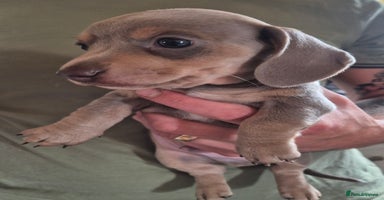 Miniature Dachshund dogs - Advert 14