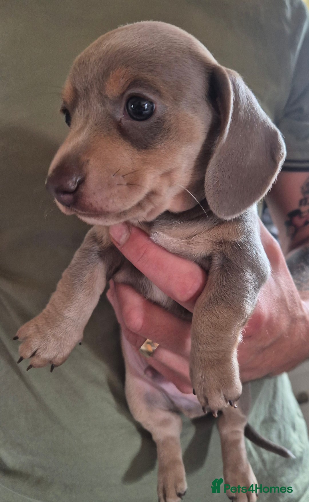 Miniature Dachshund dogs for sale: Beautiful Miniature Dachshunds  - Image 3