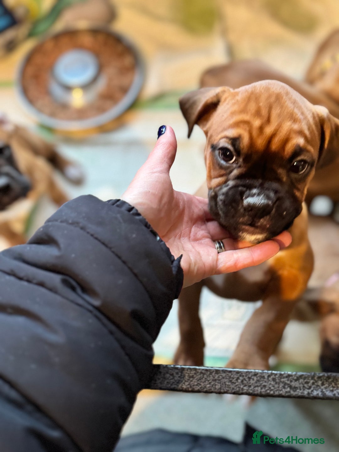 Boxer dogs for sale: 1 Female Boxer X Puppies-Ready Now - Image 35
