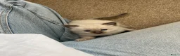 Ragdoll cats for sale: Beautiful kittens for sale  - Advert 8