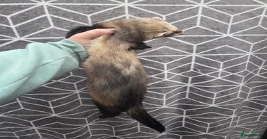 Ferret rodents 4 stunning ferrets looking for new homes - Advert 5