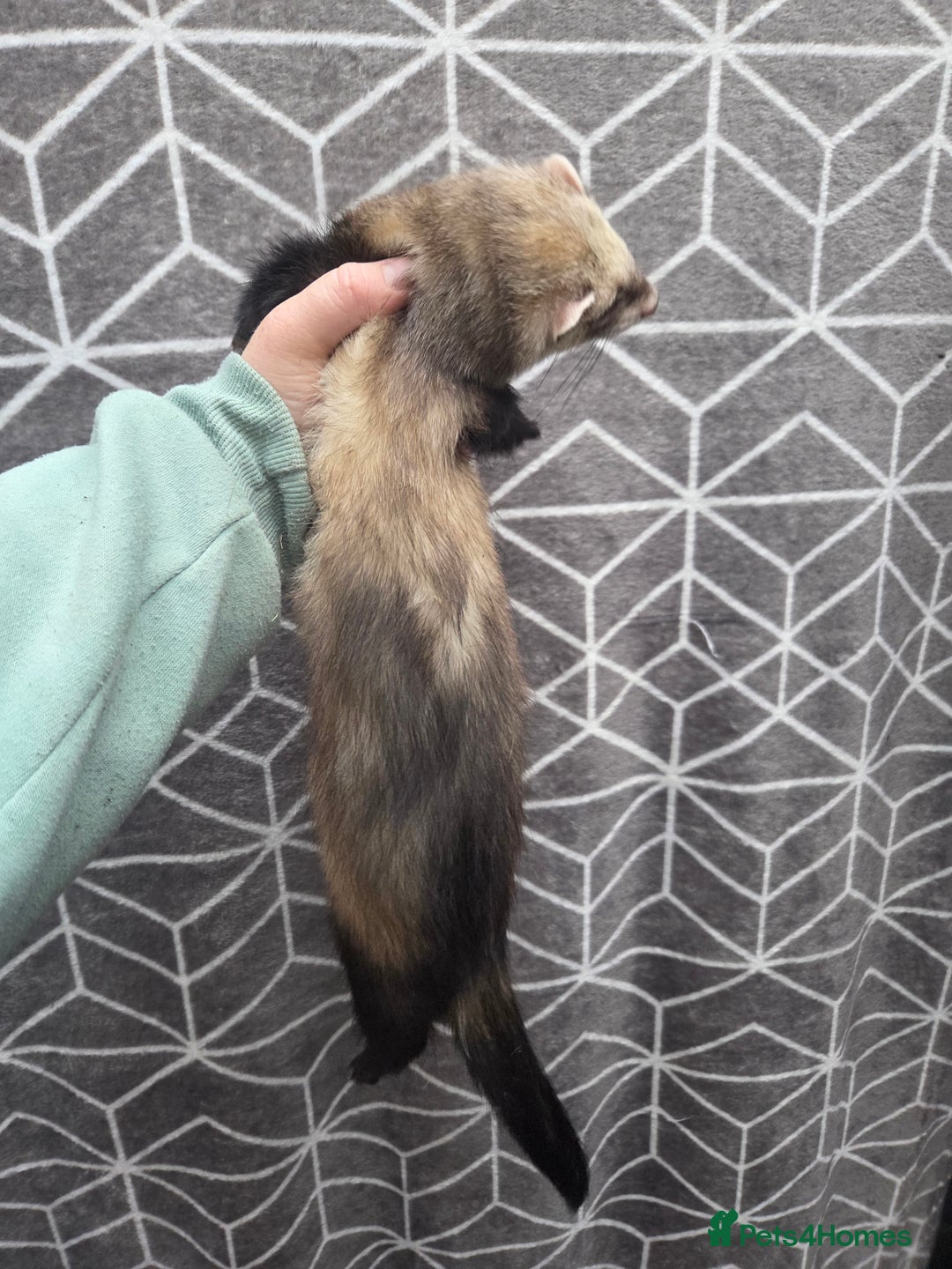 Ferret rodents for sale: 4 stunning ferrets looking for new homes - Advert 3