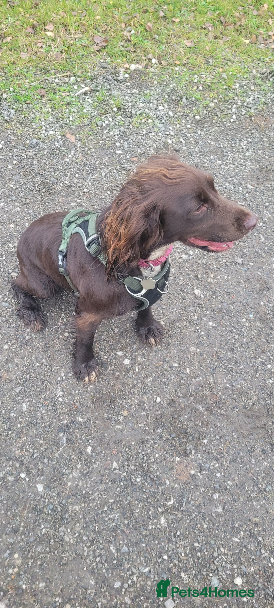 Mixed Breed dogs for sale: Beautiful Female sproker  - Image 4