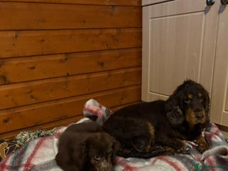 Cocker Spaniel dogs 🐾Cocker spaniel puppy 🐾 - Advert 18