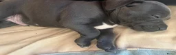 Staffordshire Bull Terrier dogs for sale: Paisley and Prince Charming  kc registered  - Advert 5