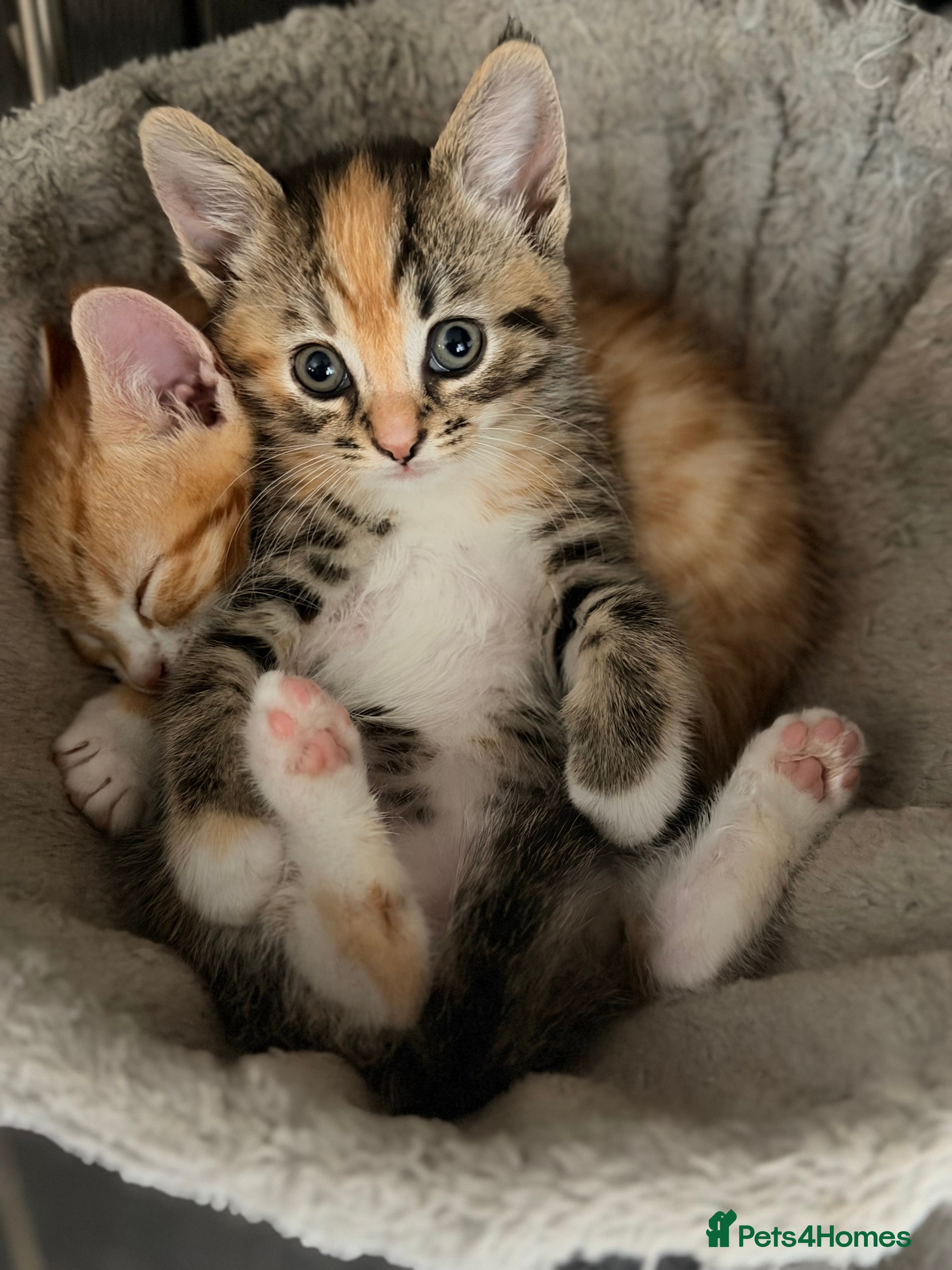Mixed Breed cats Mixed breed kittens.  - Advert 1