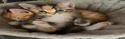 Mixed Breed cats for sale: Mixed breed kittens.  - Advert 5