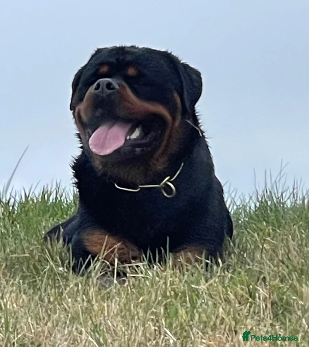Rottweiler dogs for stud: BEAUTIFUL OLD TYPE BIG BONED ROTTIE! For stud in Mansfield - Advert 23