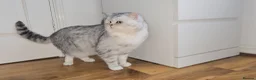 British Shorthair cats for sale: Blue eyed Golden British Shorthair female & male - Advert 18