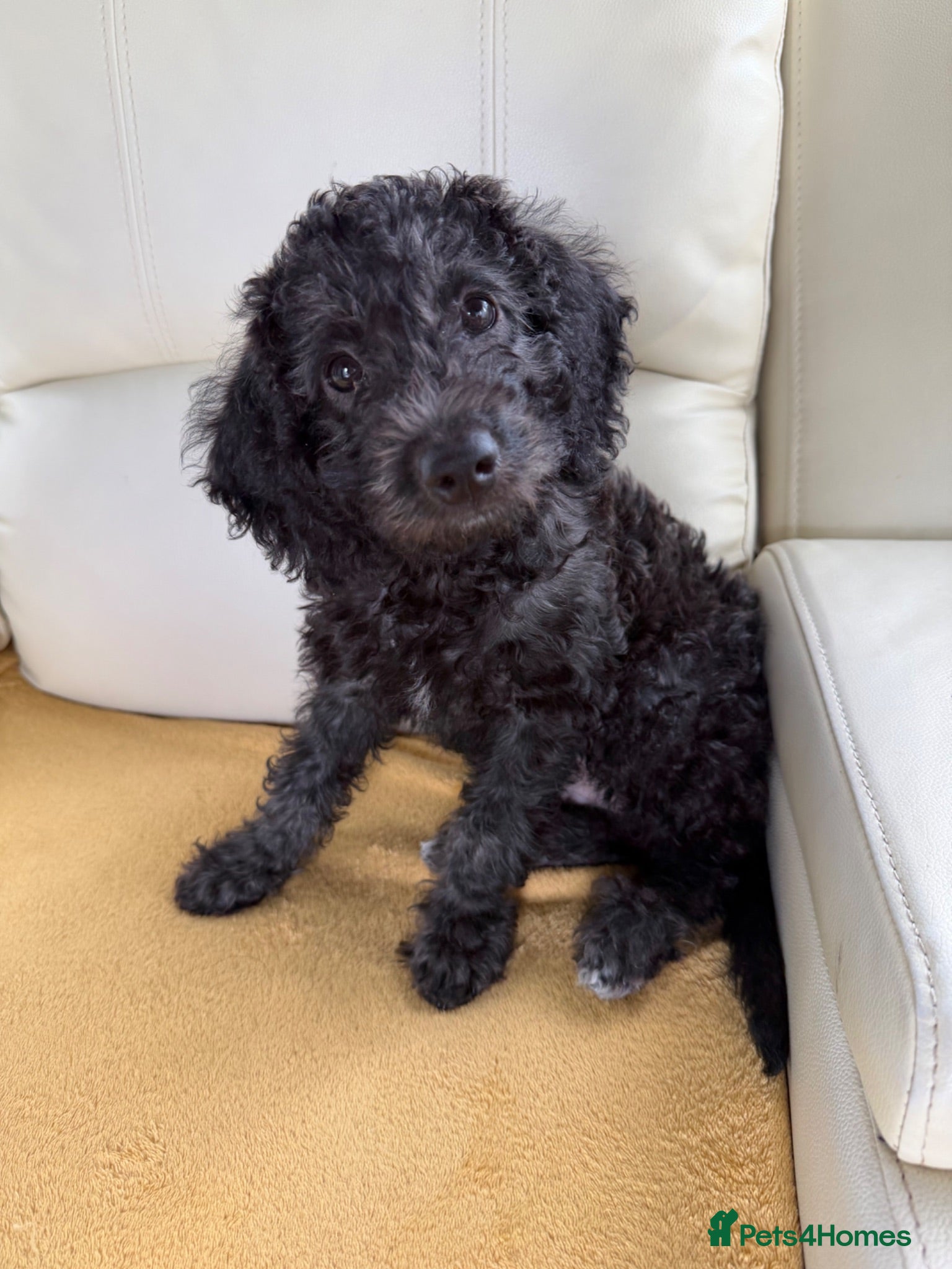 Labradoodle dogs Last 1 pup left! With Health Check Certificate  - Advert 2