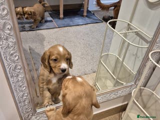 Cocker Spaniel dogs KC reg,Adorable,Golden CockerSpaniel(working)pupps - Advert 5