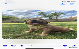 Golden Retriever dogs for sale: Kc pedigree golden retrievers (fox red  in Malton - Image 27