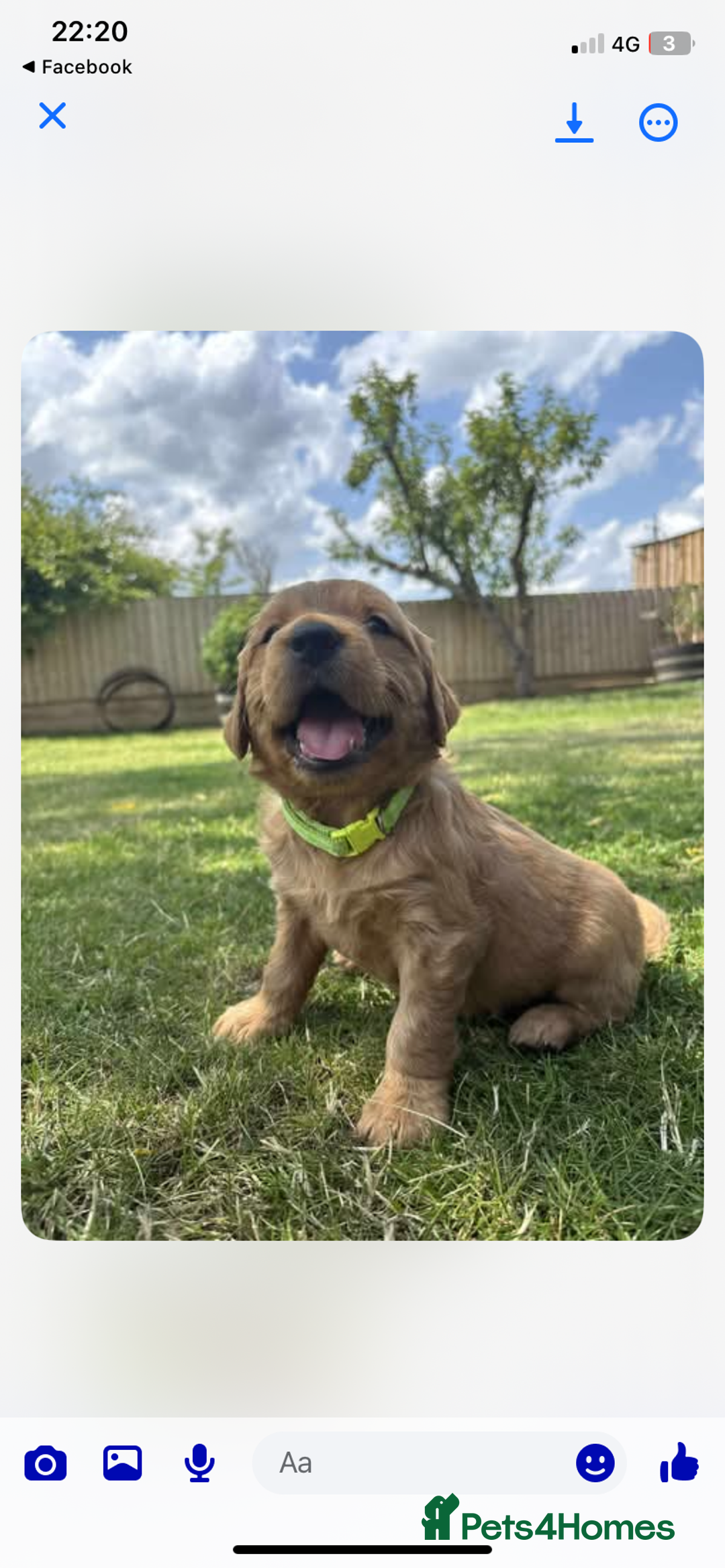 Golden Retriever dogs for sale: Kc pedigree golden retrievers (fox red  in Malton - Image 27