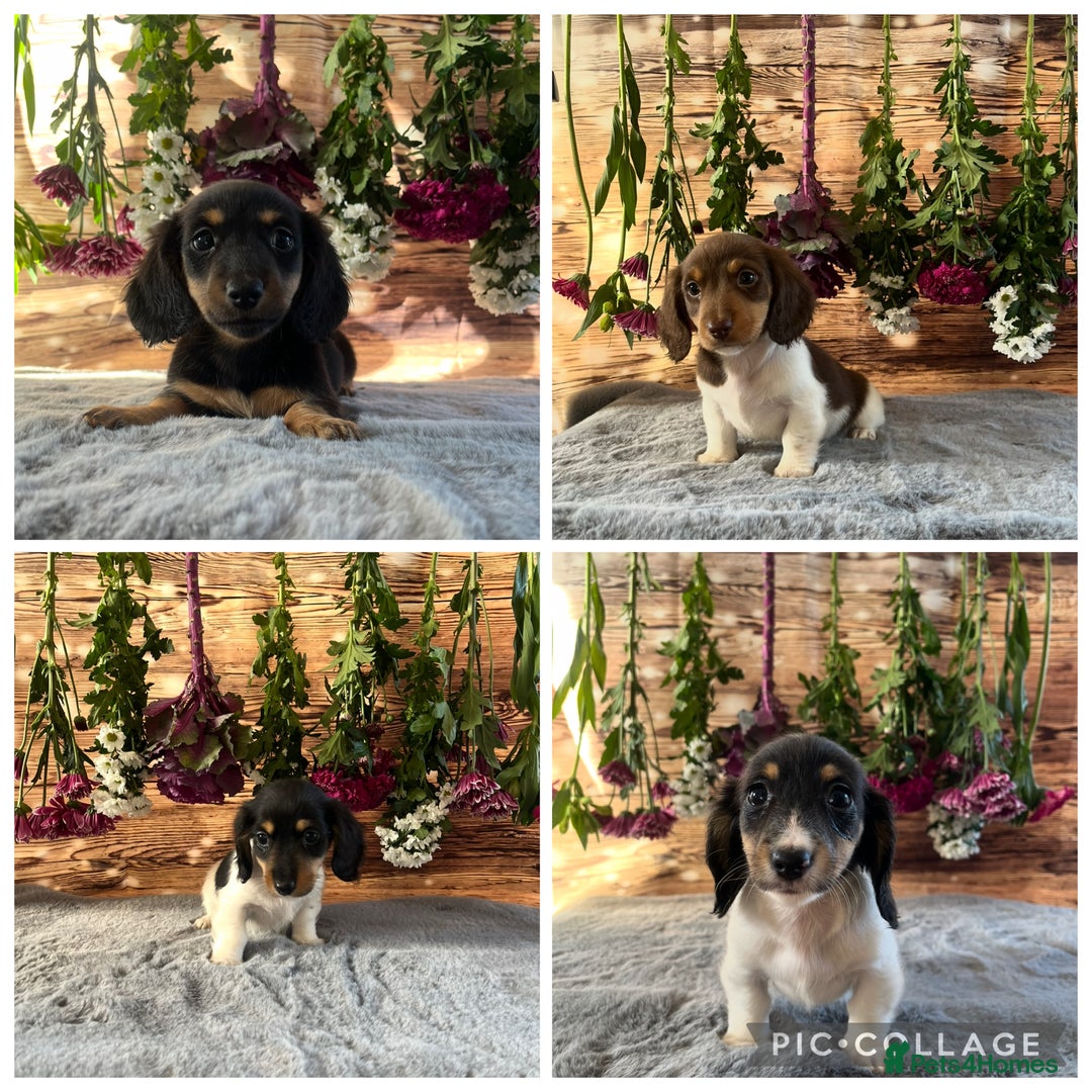 Miniature Dachshund dogs for sale: Ready now Tiny long haired dachshunds  - Advert 1