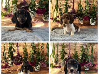 Miniature Dachshund dogs Ready now Tiny long haired dachshunds - Advert 5