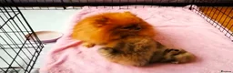 Pomeranian dogs for sale: Two Beautiful Pomeranian Puppies in Blackpool - Advert 2