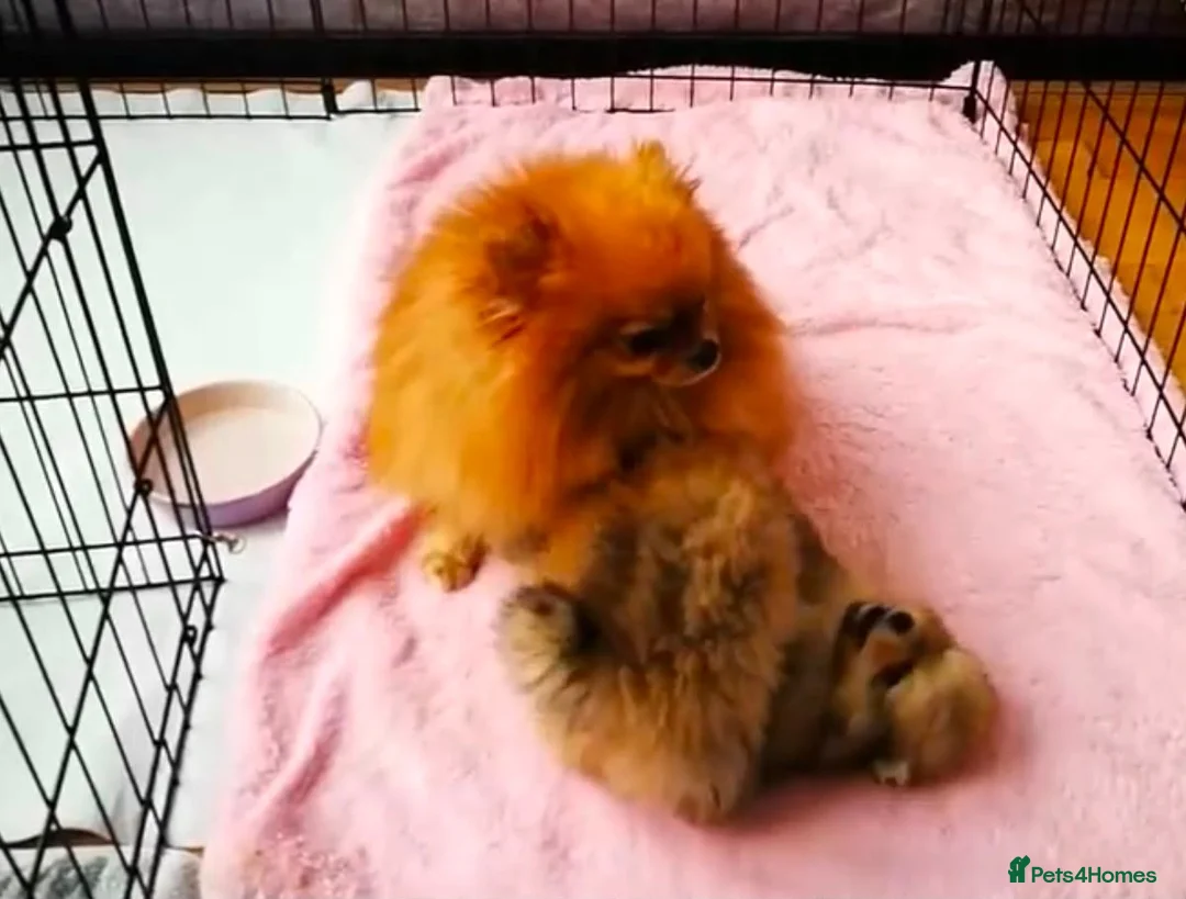 Pomeranian dogs for sale: Two Beautiful Pomeranian Puppies in Blackpool - Advert 2