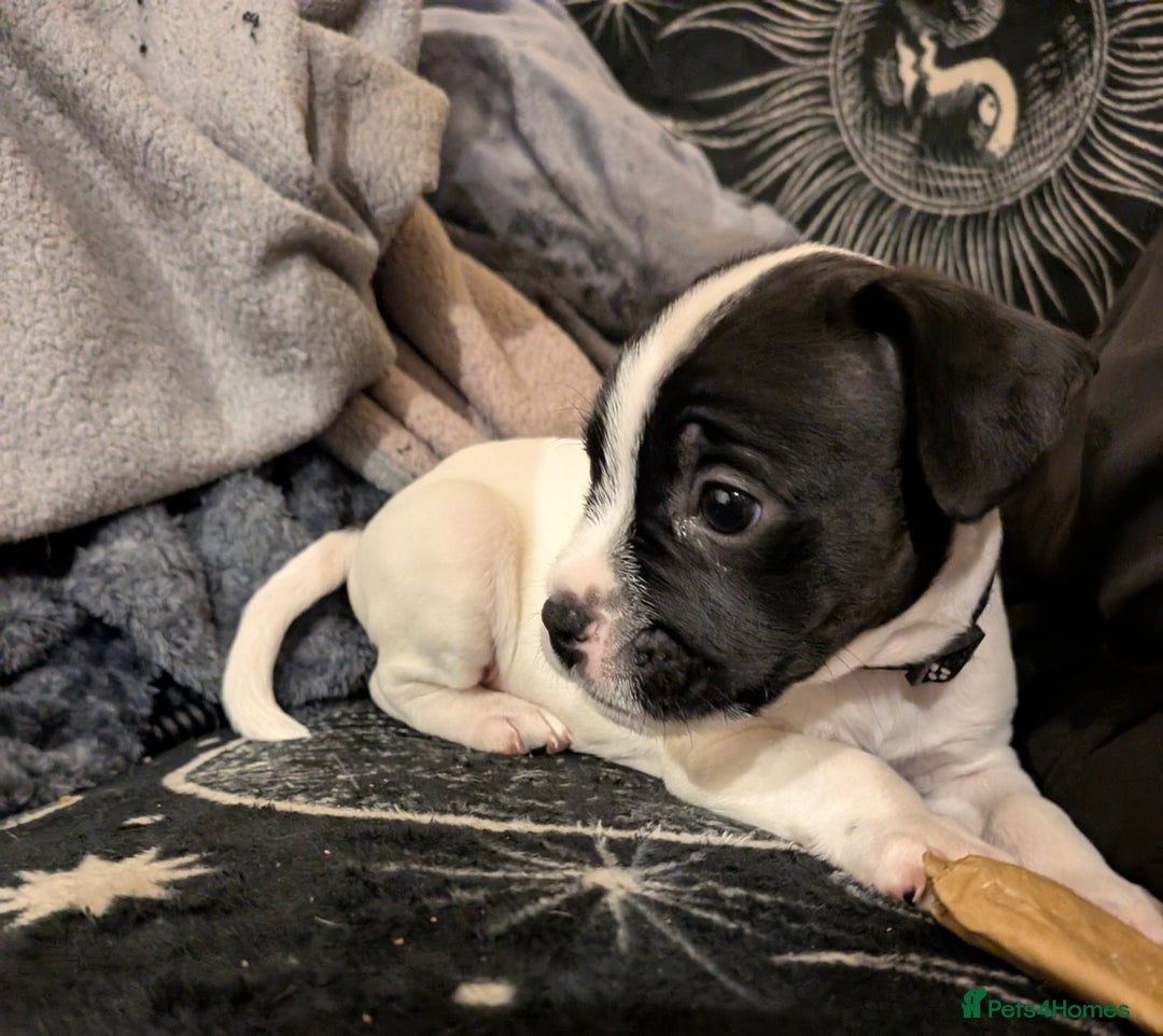 Mixed Breed dogs for sale: Little Boy Northern Ireland  - Advert 8