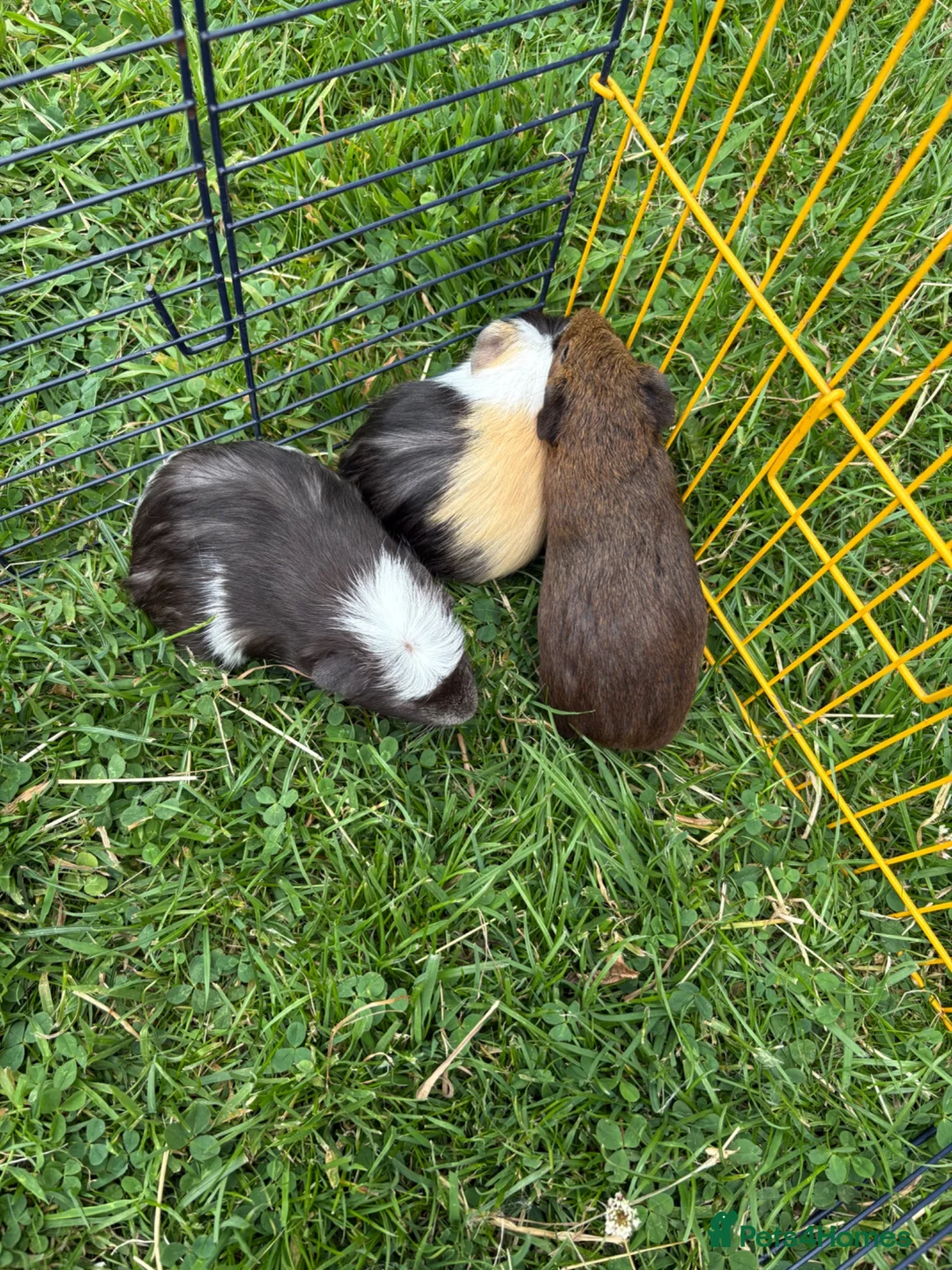 Guinea Pig rodents for sale: Beautiful friendly guinea pigs - Advert 9