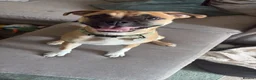Mixed Breed dogs for sale: Luna  - Advert 5