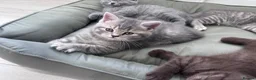 Scottish Fold cats for sale: British shorthair and Scottish straight mix  - Advert 21