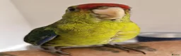 Mixed Breed birds for sale: kakariki - Advert 4