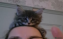 Maine Coon cats for sale: Mainecoon kitten - Image 6