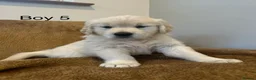Golden Retriever dogs for sale: KC Registered Golden Retriever Puppies - Advert 5
